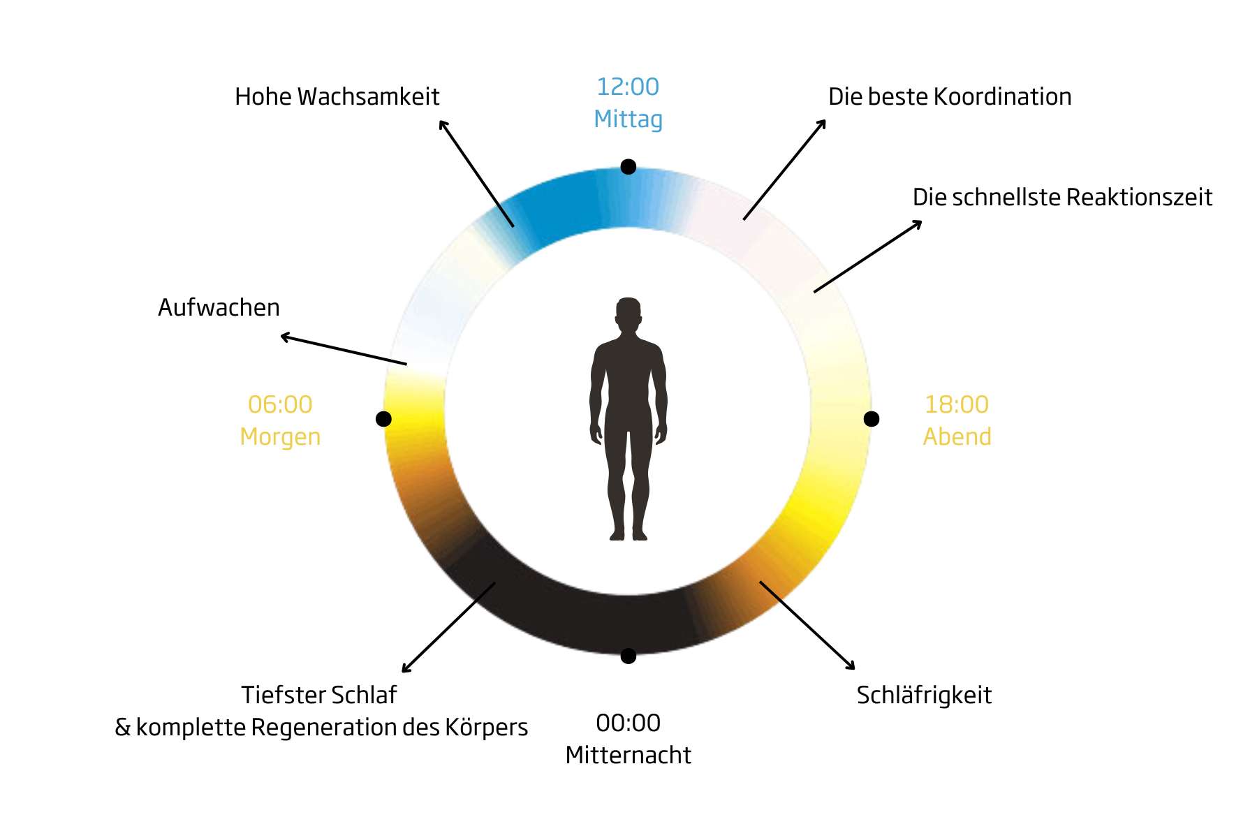 Das Prinzip von Human Centric Lightning , erklärt anhand eines Schaubildes, im Kontext mit Smart Lighting im Büro,